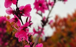 千百撸蓦然回首跳转